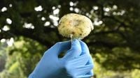 What to know about death cap mushrooms, blamed for poisonings in California