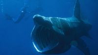 Riesenhai vor Kroatien-Küste: Fischer filmt 12-Meter-Koloss