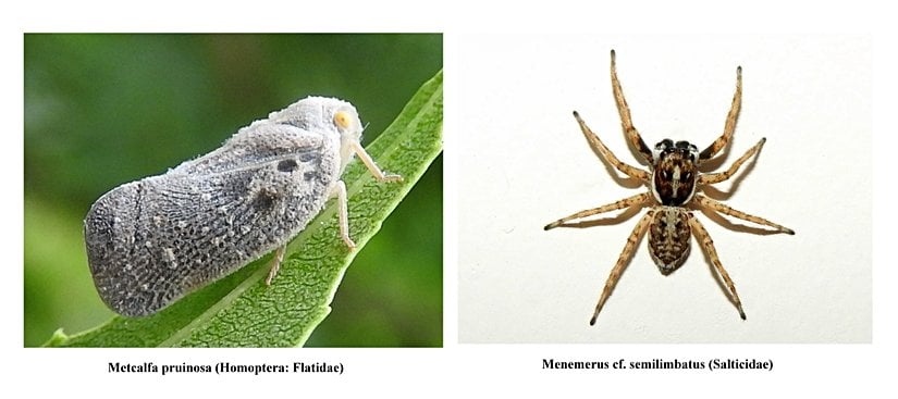 Böceklerde 3 çift ayak bulunurken örümceklerde 4 çift ayak bulunur.