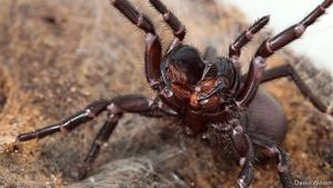 Australia Seeks Public Help To Collect Funnel-Web Spiders