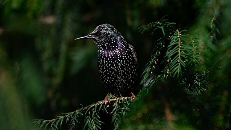Sığırcık (Sturnus vulgaris)