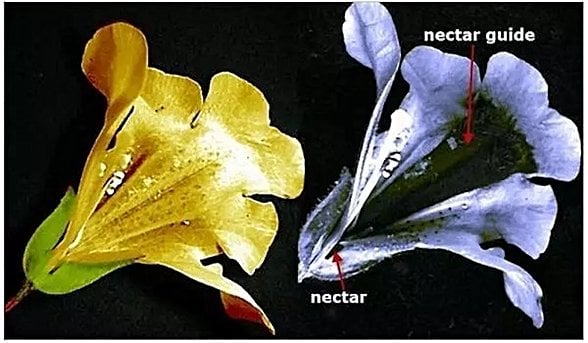 Nektar bulmayı kolaylaştırmak için arılar ultraviyole görürler.