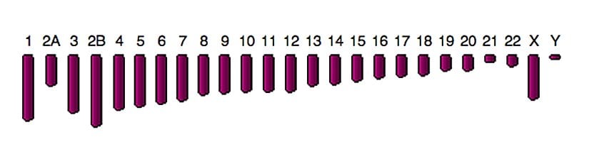 Bonobo Kromozomları.