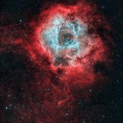 Güller Kırmızıdır