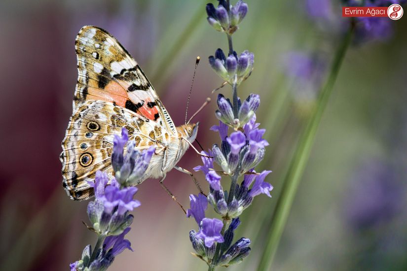 Diken kelebeği (Vanessa cardui).