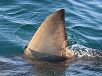 Shark Attacks Man Attempting 20-Mile Swim From Catalina Island