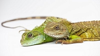 Partenogenez Yoluyla 