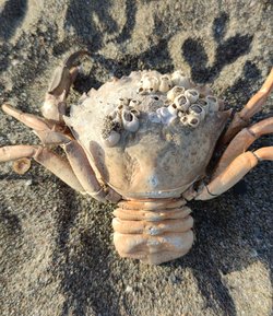 Resimdeki yengeç ve ıstakoz karışımı canlının türü nedir?