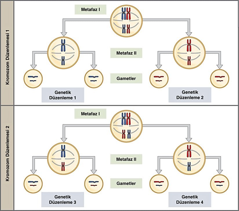 Metafaz I'deki bağımsız çeşitliliği göstermek için n = 2 kromozom sayısına sahip bir hücre düşünün. Bu durumda, her panelin üst hücresinde gösterildiği gibi, metafaz I'de ekvator düzleminde iki olası düzenleme vardır. Bu iki olası yönelim, genetik olarak farklı gametlerin üretilmesine yol açar. Daha fazla kromozomla, olası düzenlemelerin sayısı önemli ölçüde artar.