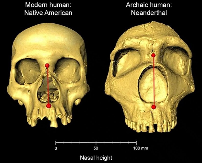 Burun yükseklikleri farklılık gösteren Homo Sapiens (sol) ve arkaik Neandertal (sağ) kafatasları yan yana.