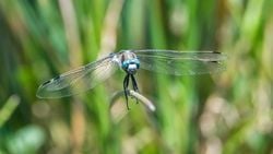 Ak kuyruklu yusufçuk (Orthetrum albistylum )