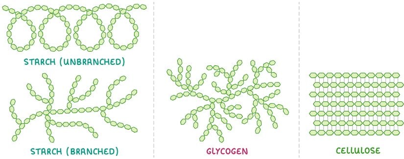 Şekil 5. Amiloz sarmalları, Amilopektin, Glikojen ve Selüloz