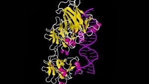 RNA ve DNA'nın Evrimi: Ribozim, Dünya'da Yaşamı Nasıl Başlattı?