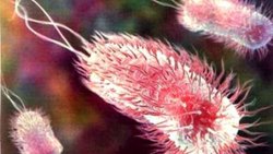 ESCHERİCHİA COLİ