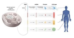 Groundbreaking MicroRNA Discovery Earns 2024 Nobel Prize