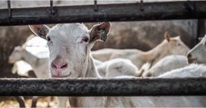 Rising Pneumonia Rates Linked To Goat Farms