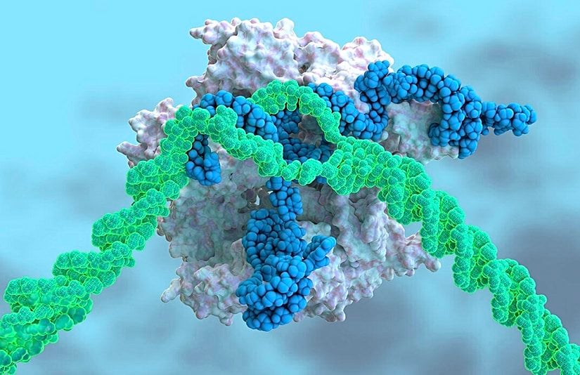Nadir görülen, ölümcül bir karaciğer hastalığı için yeni bir CRISPR tabanlı tedavi, hem DNA kesen bir enzimi kodlayan bir haberci RNA (beyaz) hem de onu belirli bir gen dizisine (yeşil) yönlendiren başka bir RNA (mavi) içeren bir enjeksiyona bağlıdır.