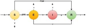 Mathematical Model Reveals COVID-19 Dynamics Across Indian States