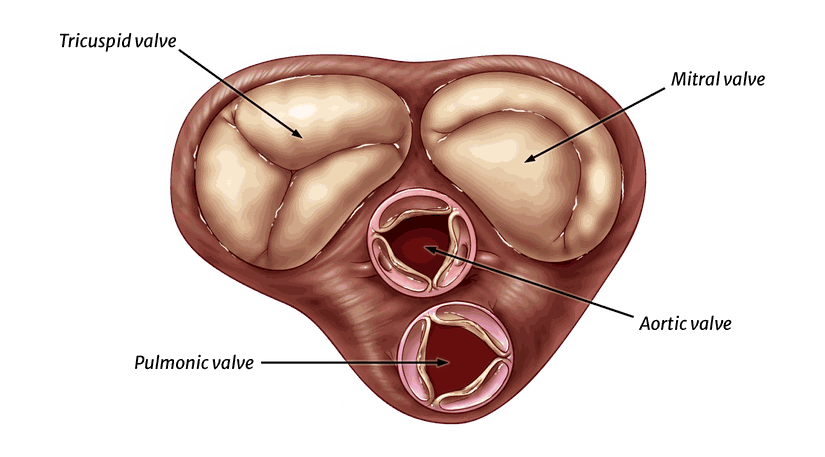 Kalp Kapakçıkları
