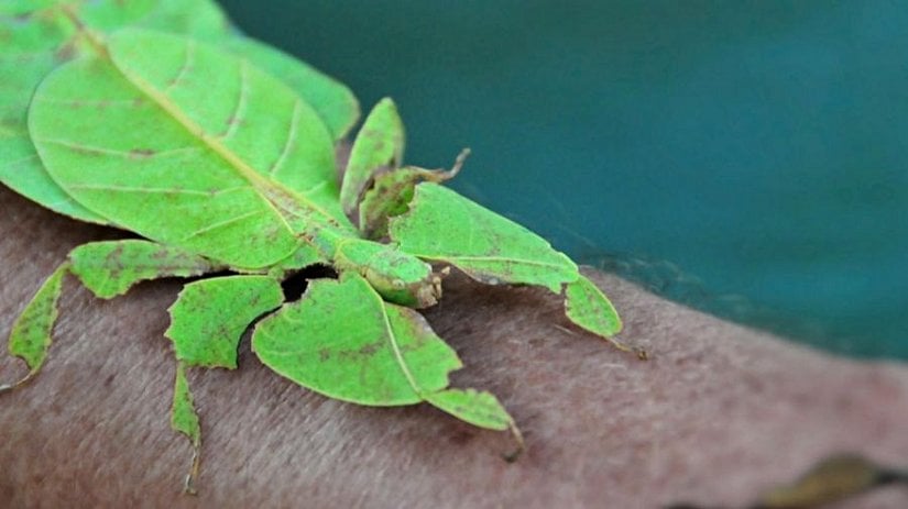 Yaprak biçiminde bir Phyllium cinsi.