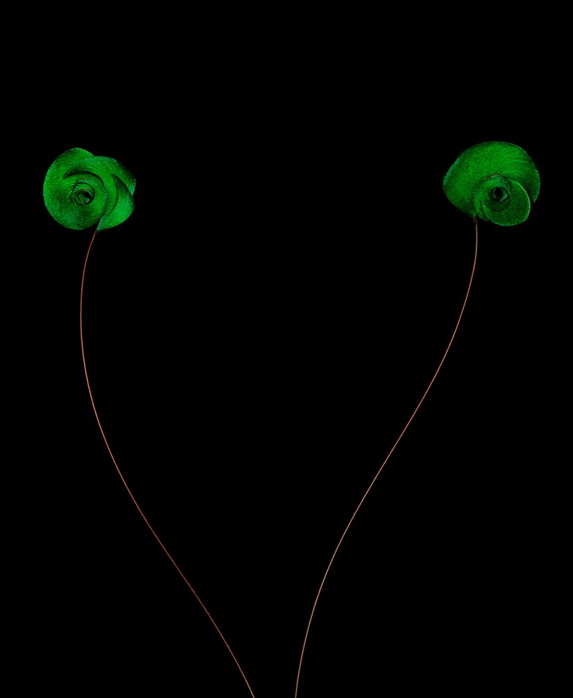 Büyük bir erkek Cennet kuşunun dış kuyruk tüylerinin uçları