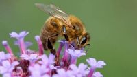 Honeybee 'superfood' could help defend insects against devastating decline | LBC