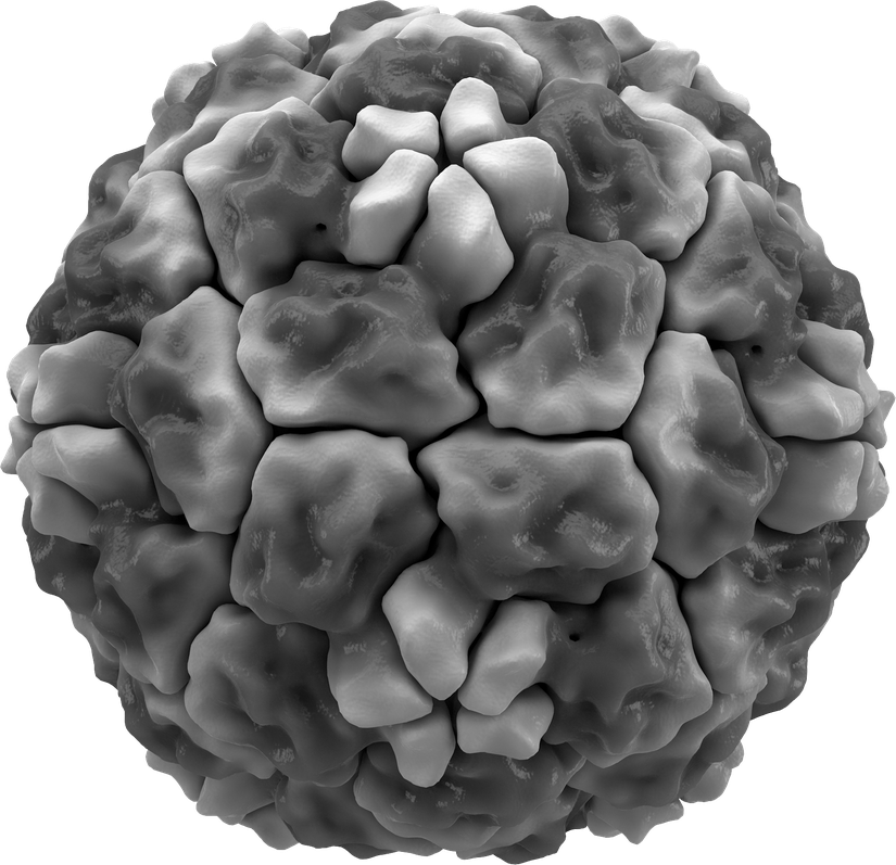 Soğuk algınlığına neden olan virüslerden biri olan insan rhinovirus 14'ün kapsidinin izosurface'i. Proteinin sivri uçları, görsel netlik için beyaz renktedir. İkozahedral simetriye dikkat edin. Protein Veri Bankası girişi 4RHV'ye dayalıdır.