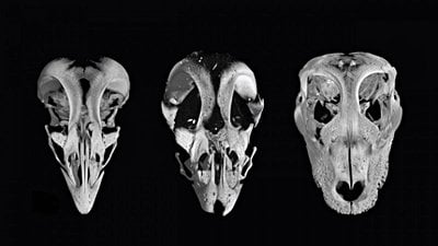Kuş Gagalarını Dinozor Ağızlarına Dönüştürmek: Tavuklar Dinozora Dönüştürülebilir Mi?