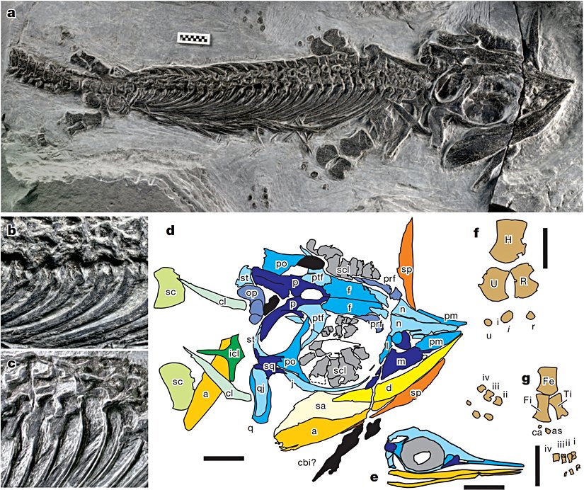 Keşfedilen fosilin analizi