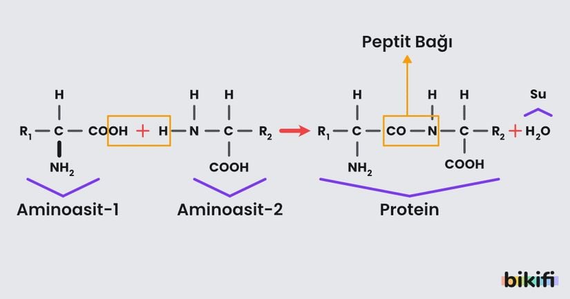 Görsel 3: Peptit bağının oluşumu