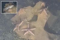 Scientists discover marine life thriving on World War II explosives in the Baltic Sea