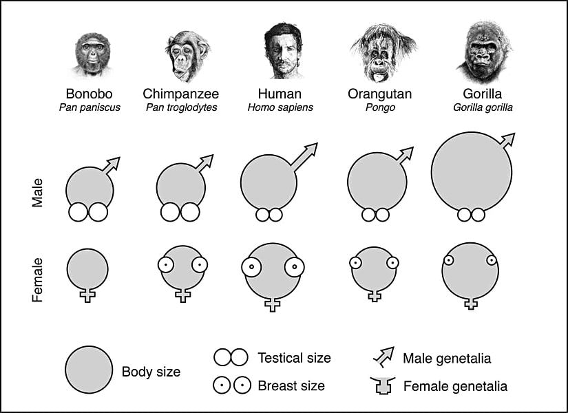 Farklı primatlarda vücut büyüklüğüne göre testis, penis, vajina ve meme büyüklüğü kıyaslaması. Vücut büyüklükleri gri yuvarlaklarla gösterilmektedir. Göreli penis büyüklüğü sağ üst köşeden çıkan oklarla, testis büyüklüğü "erkek (male)" satırında gri yuvarlakların altındaki beyaz yuvarlaklar ile, meme büyüklüğü "dişi (female)" satırındaki içi noktalı yuvarlaklarla, vajina genişliği ise en alttaki artı işareti şekliyle gösterilmektedir.
