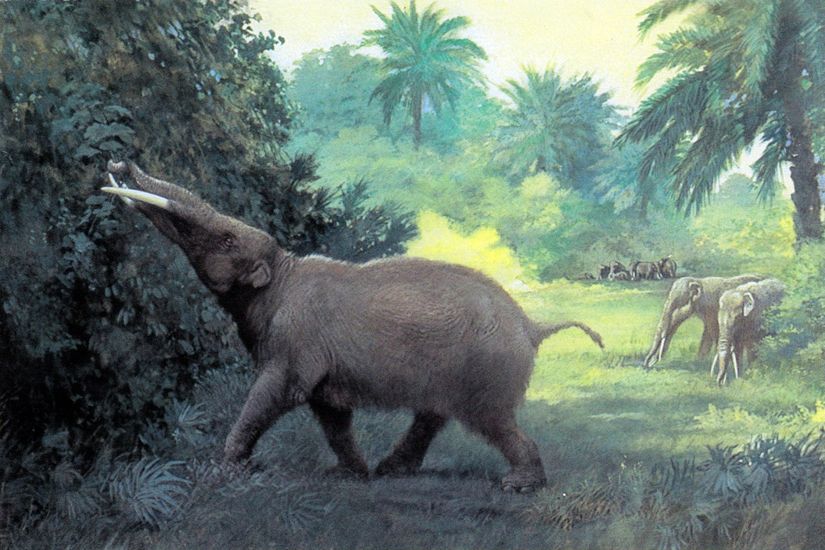 ilkel hortumlular: Gomphothere