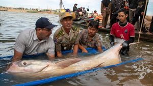 Mekong Giant Catfish Caught, Sparking Conservation Hopes