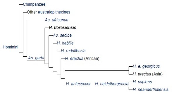 2019'da yapılan bir çalışmaya göre oluşturulan evrim ağacı