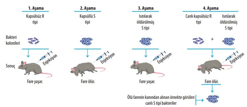 Deneyin şematize edilmiş hali.