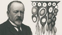 Enrico Sertoli Kimdir? Sertoli Hücreleri Ne İşe Yarar?