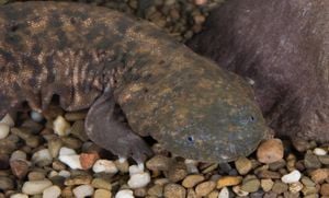 Conductivity Levels Impact Development Of Eastern Hellbender Eggs