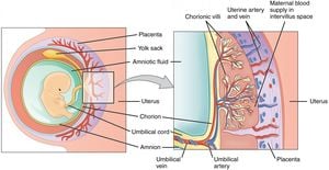 New Compounds Show Promise For Reviving Arrested Human Embryos