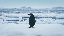 İklim Değişikliği Adélie Penguenlerinin Beslenme Düzenini Nasıl Etkiliyor?