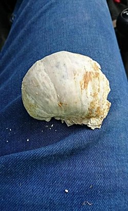 Bu fosil hangi döneme ait olabilir?