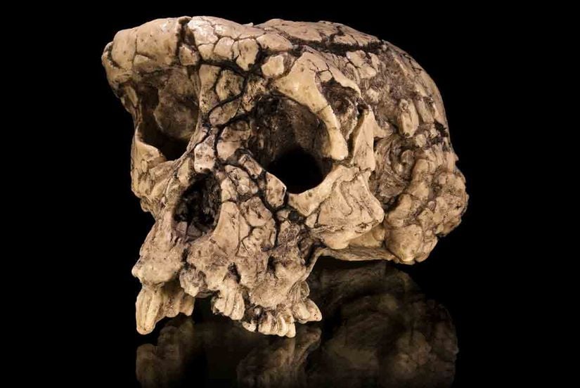 Sahelanthropus tchadensis