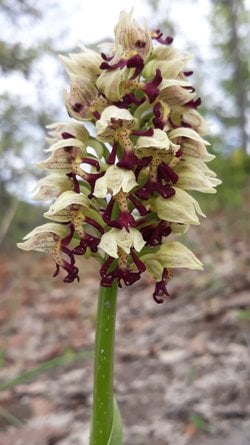 Yeni tür bulduğumu nasıl anlayabilirim?