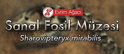 Sharovipteryx mirabilis (Bacaktan Kanatlı)