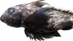 Tayland Açıklarında Devasa Kafası ve Yanardöner Gözleri Olan 'Hayalet Köpekbalığı' Keşfedildi.