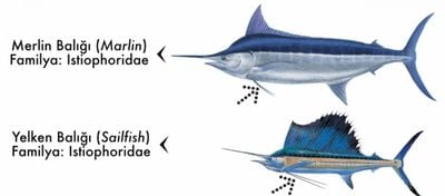 Kılıç Burunlu Balıkların Farkları
