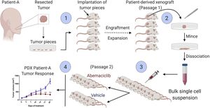 New Ovarian Cancer Models Offer Hope For Improved Treatments