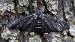 Sanayi Devrimi Döneminde Biberli Güvelerin Hayatta Kalma Sırrı Neydi?
