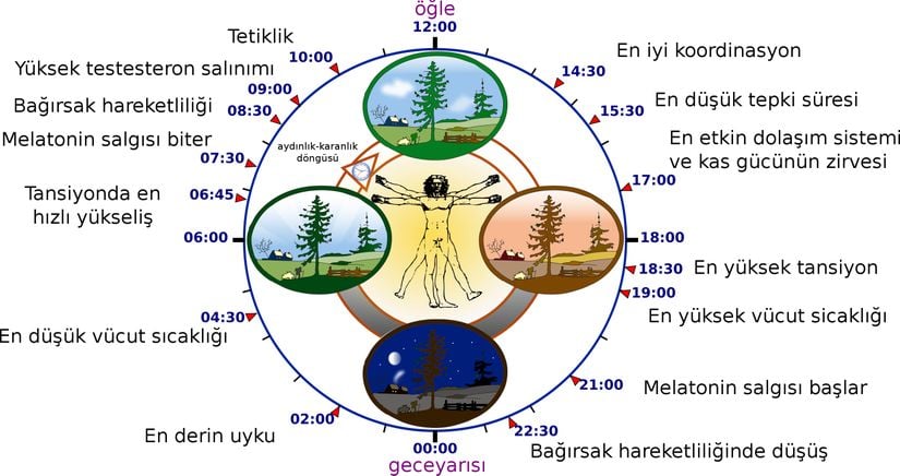 Biyolojik Saat Döngümüz