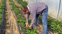 Baden-Württemberg: Steigender Mindestlohn, steigende Preise: Erdbeersaison in den Startlöchern